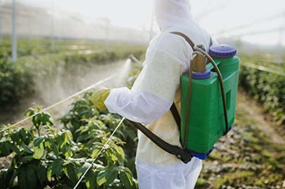 Research and Development of RNA Pesticides