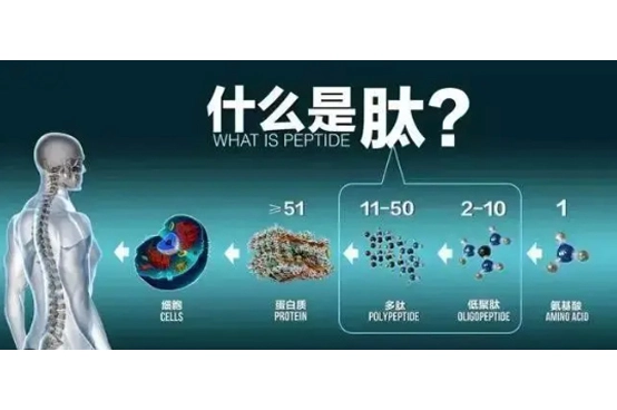 The Biosynthesis of Small Molecule Peptides