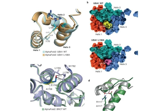 AlphaFold2 - Protein Structure Prediction